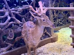 -正佳雨林生态植物园