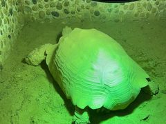 -上海大自然野生昆虫馆