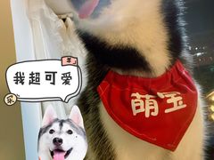 -Husky Go! 哈士奇体验馆·宠物咖啡厅狗咖