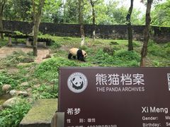 -都江堰中华大熊猫苑