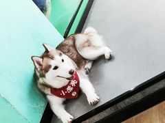 -Husky Go! 哈士奇体验馆·宠物咖啡厅狗咖