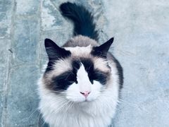 -喵屿·大理花园猫咖