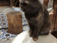 -more than meow吴止猫主题餐厅(承德 中船汇店)