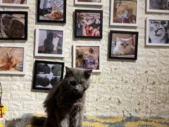 -平行世界·猫咖(首经贸店)