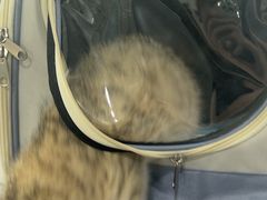 -中农国际动物医院24小时·猫科·骨科·急重症中心