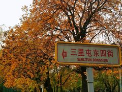 -三里屯东五街银杏大道
