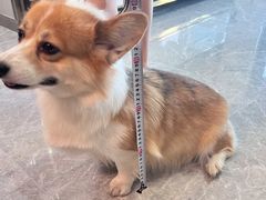 -伟伟宠物医院·CT影像中心·瑞派犬猫综合性门诊(汉口总院)