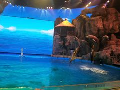 -芜湖新华联大白鲸海洋公园