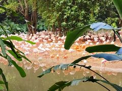 -广州长隆旅游度假区