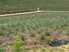 -紫颐香薰山谷景区