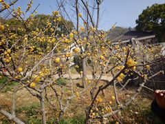 -无锡梅园公园