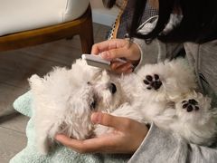 -翊宠yipet猫狗购宠庄园犬舍•猫舍