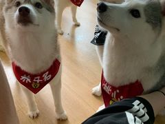 -Husky Go! 哈士奇体验馆·宠物咖啡厅狗咖