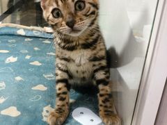 -李小姐の猫咖啡馆(五角场店)