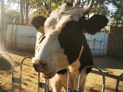 -1982农场