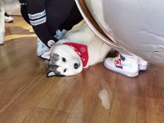 -Husky Go! 哈士奇体验馆·宠物咖啡厅狗咖