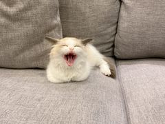 -宠爱国际动物医院·消化内科·心肾内科·ISFM猫友好(望京店)