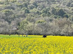 -八卦田遗址公园