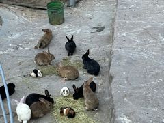 -西霞口神雕山野生动物世界