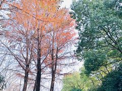 -和平公园
