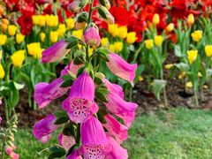 -海心沙亚运公园