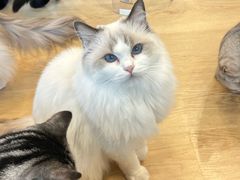 -有喵·猫咖·狗咖·40+猫狗有小奶狗(岗厦店)