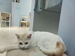 -喵的天空名猫咖啡馆·撸猫·猫舍·用品