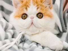 -纳吉亚猫专科动物诊疗中心(蒋宅口分院)