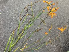 -循礼门鲜花花市(武汉循礼门店)