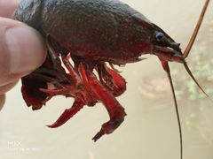 -同銮特种养殖场·龙虾垂钓