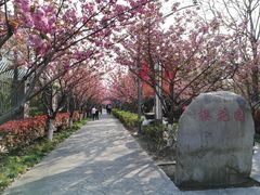 -高东镇樱花园