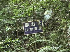 -莫里热带雨林景区
