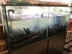 -本炙炭烤·蒲烧活鳗料理店(金沙洲店)