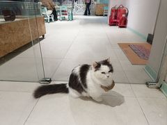 -怪兽屋·羊驼·猫咖·狗咖(俊华广场店)