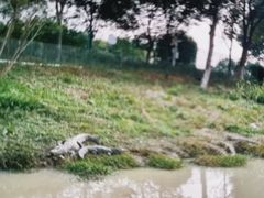 -中国扬子鳄村