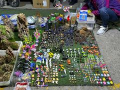-中环花鸟鱼虫市场