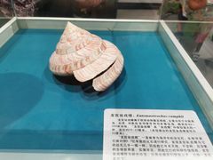 -青岛贝壳博物馆