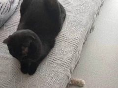 -我爱猫咪·猫咖·狗咖·安哥拉兔·羊驼咖(小寨华旗店)