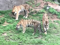 -西霞口神雕山野生动物世界