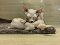 -三旗百汇商品城