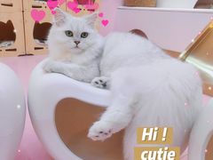 -爪爪喵星球·猫舍(前海卓越店)