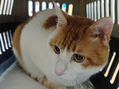-瑞派长江宠物医院·猫科·外科·24小时夜护(谊城公寓分院)