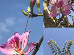 -火炉山森林公园