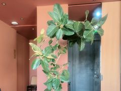 -滇野云南野生菌餐厅(陕西南路店)