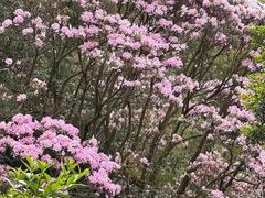 -梧桐山风景名胜区