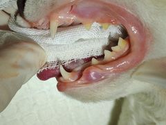 -纳吉亚猫专科动物诊疗中心(蒋宅口分院)