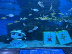 -海合安成都极地海洋公园