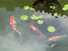 -香雪海饭店中餐厅(人民桥店)