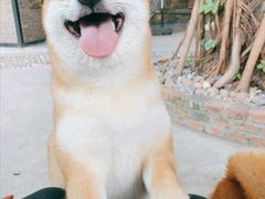 -柴犬高等学院·狗咖·柴犬售卖·宠物训练