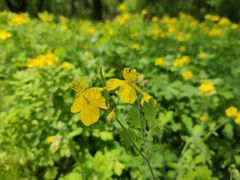 -长春市南湖公园